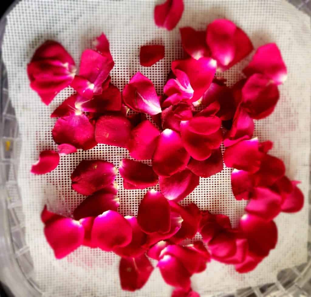 rose petals on dehydrator tray