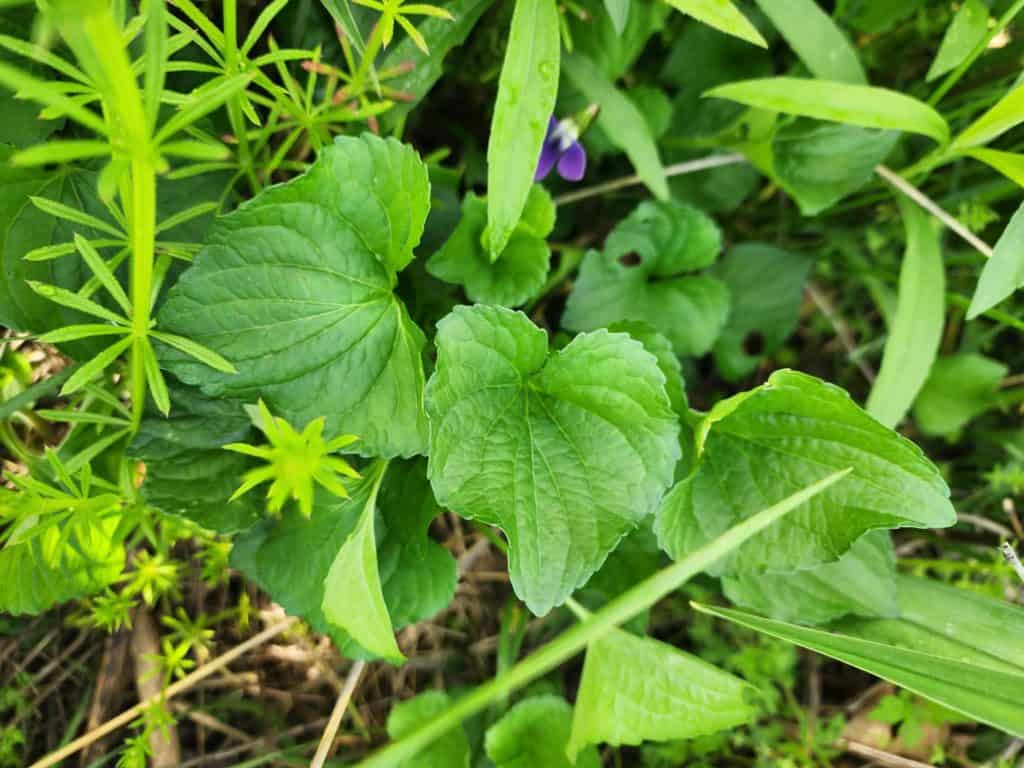violet leaves and flowers growing