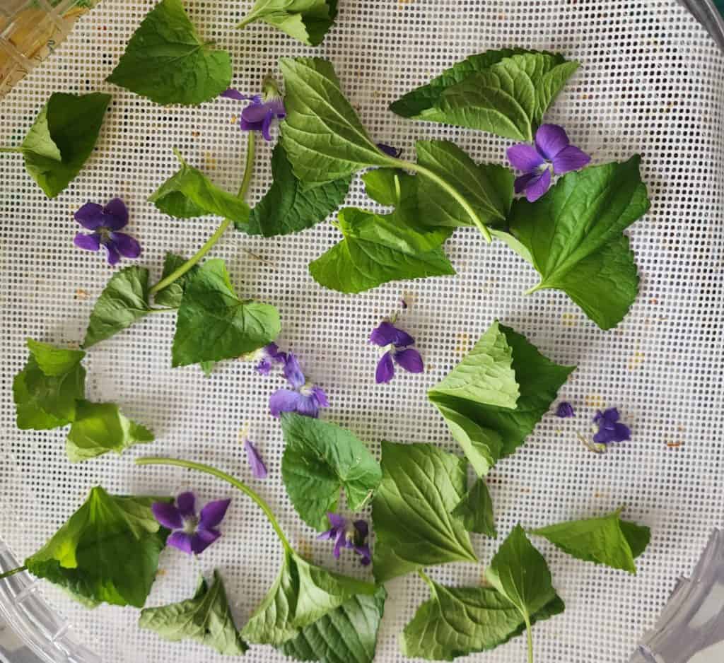 violet leaves and flowers on dehydrator to dry and make violet infused oil
