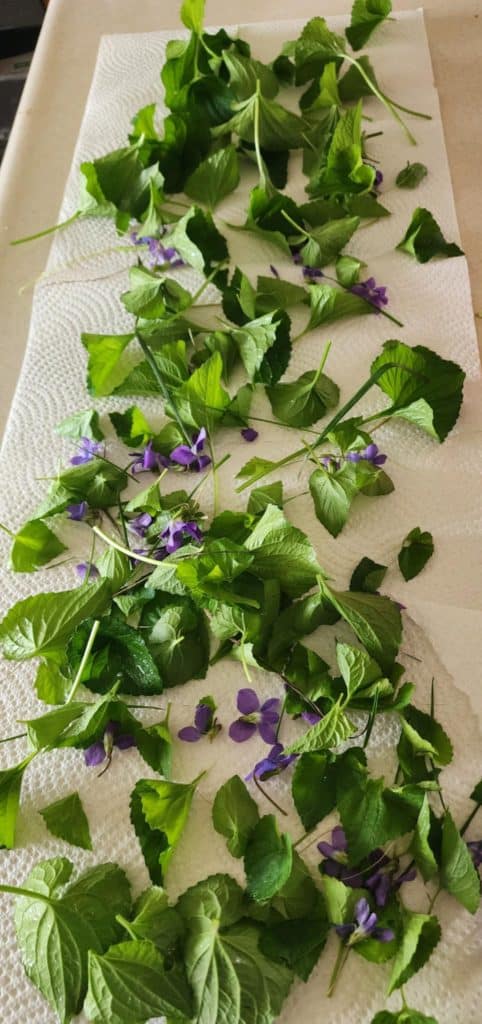 violet leaves and flowers spread out to dry