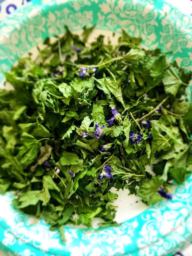 dried violet leaves and flowers