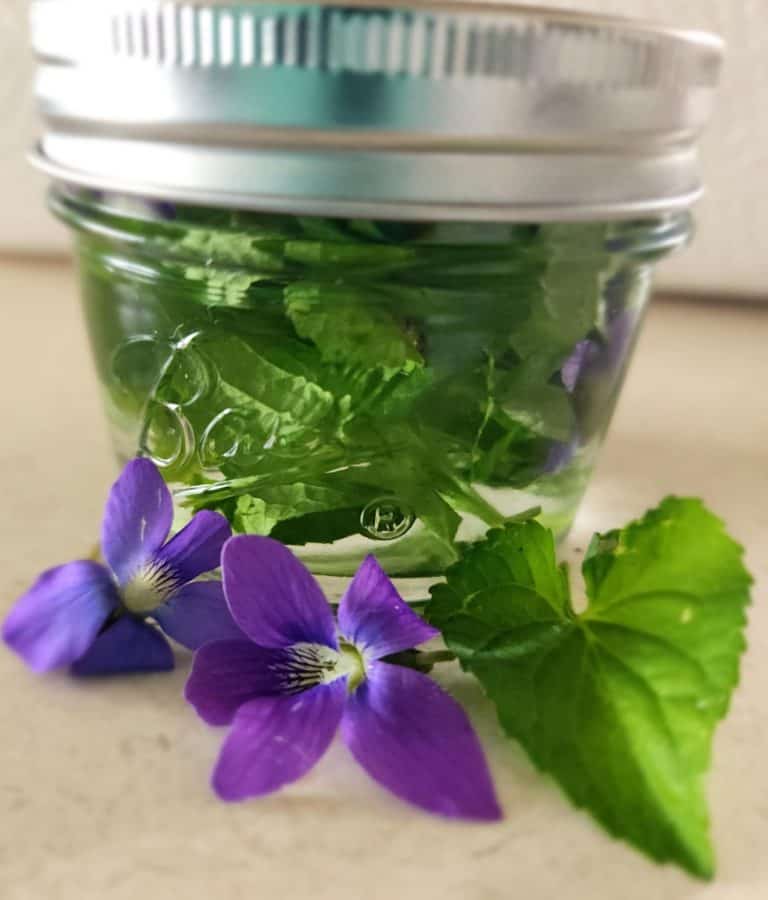 Violet tincture with violet leaves and flowers