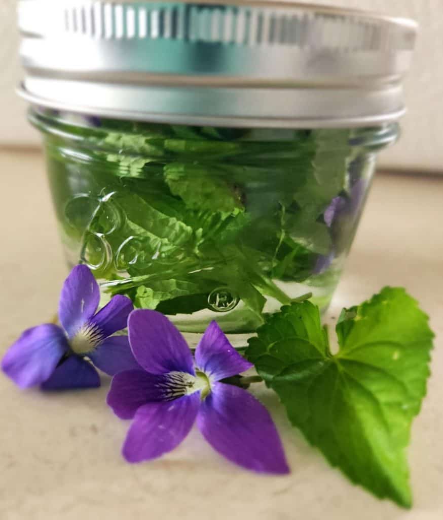 Violet tincture with violet leaves and flowers