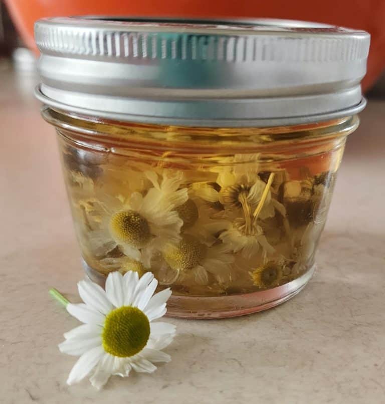 chamomile tincture in a jar with chamomile flower in front