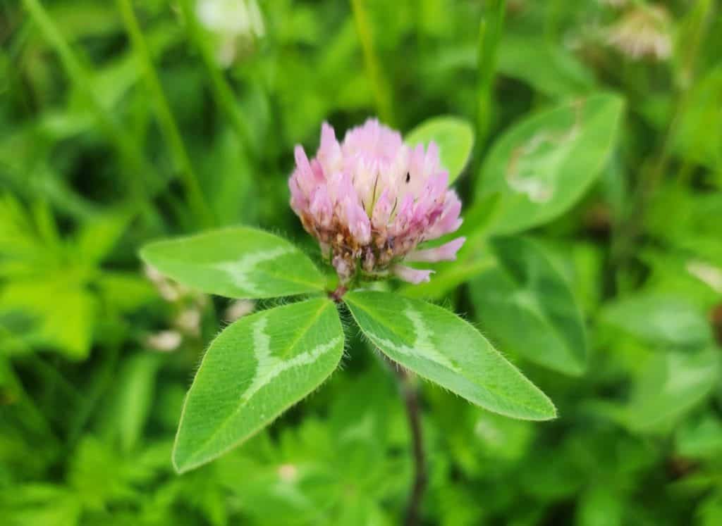 red clover blossom
