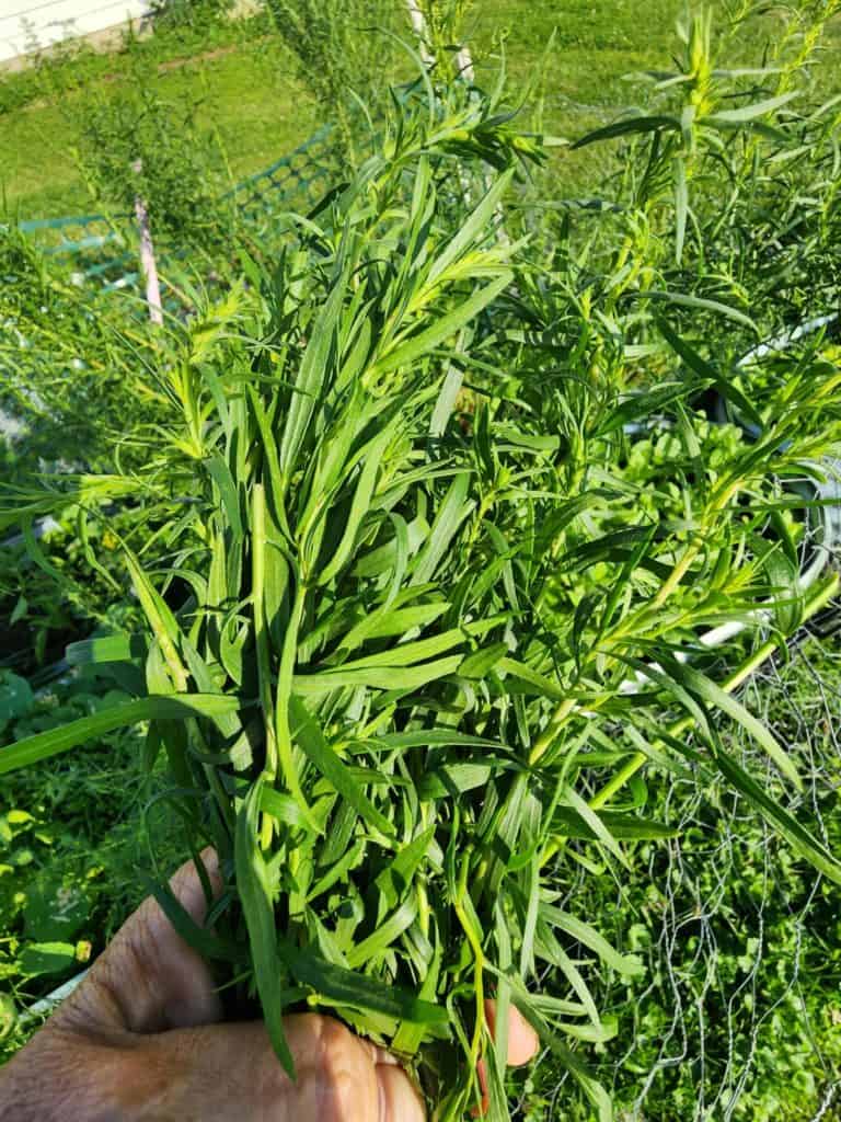 picking tarragon from my herb garden