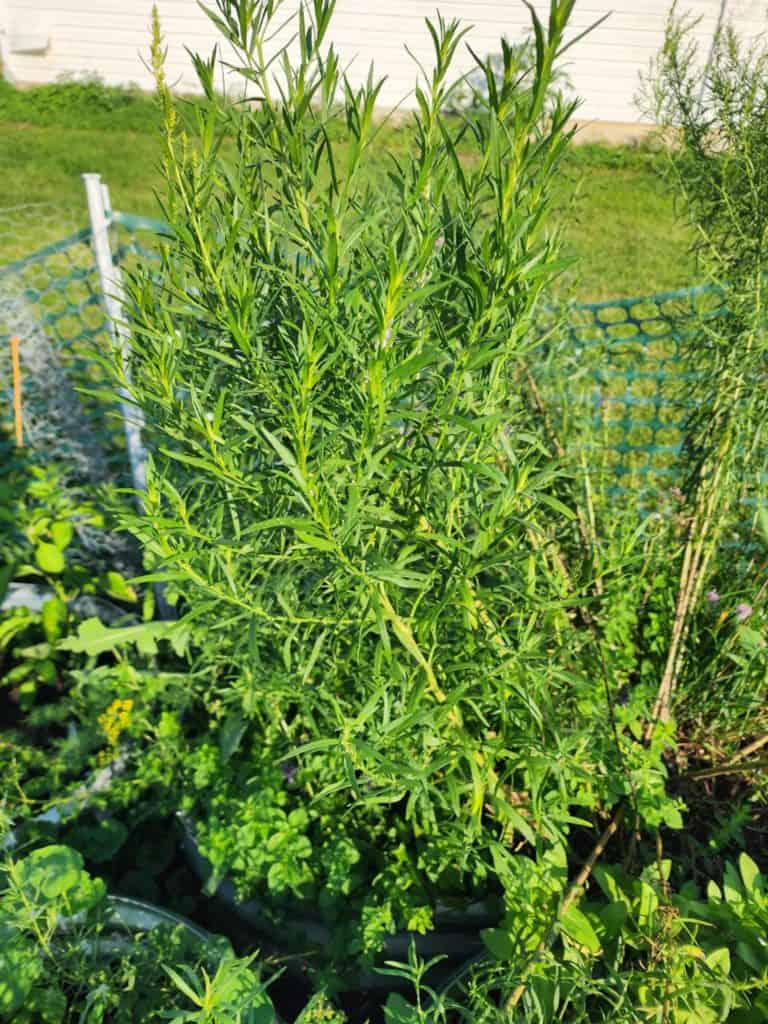 tarragon in my herb garden