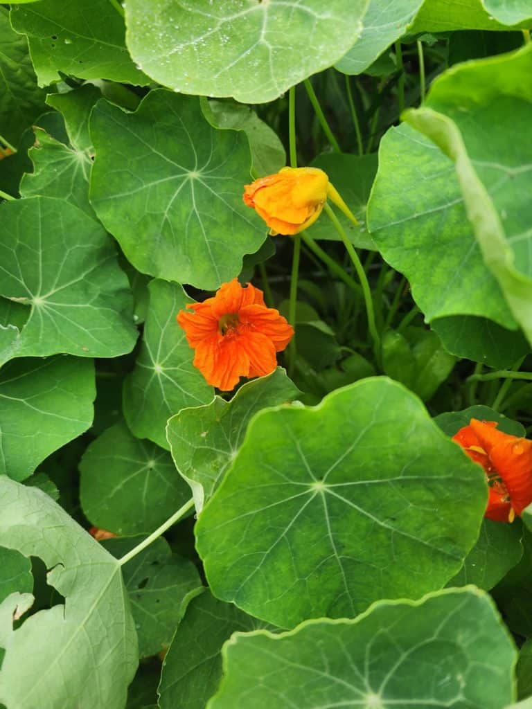 nasturtium flowers in raised bed to make nasturtium jelly