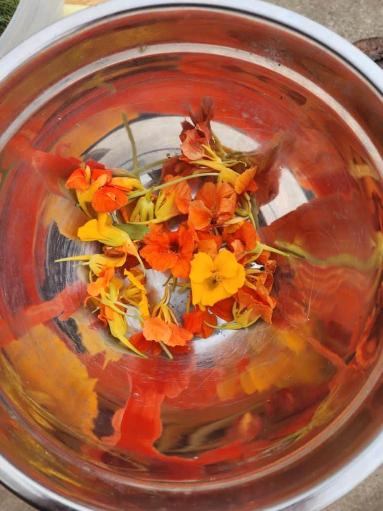 nasturtium blossoms in a jar to make nasturtium jelly