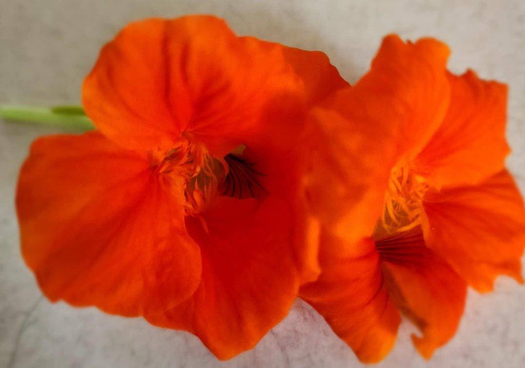 nasturtium flowers