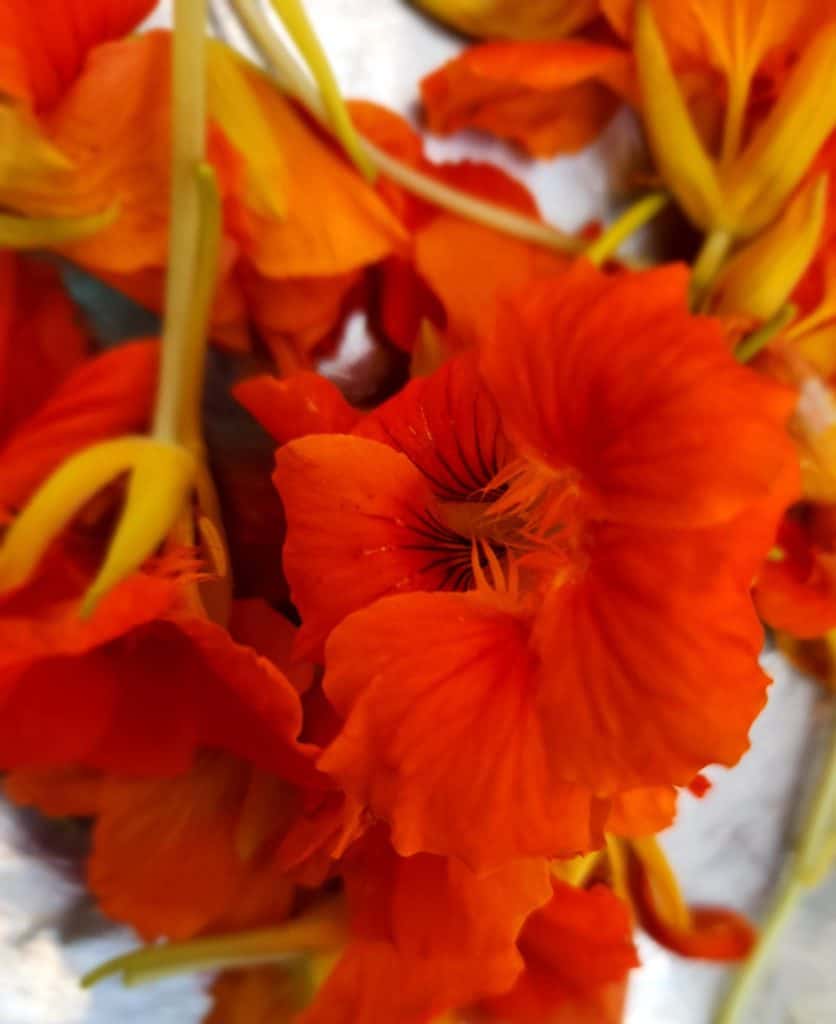 nasturtium flowers