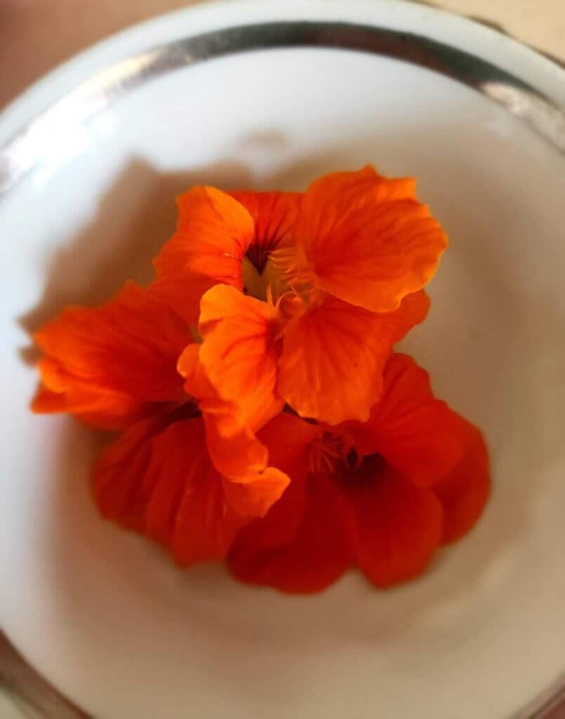 nasturtium flowers in tea cup to make nasturtium tea