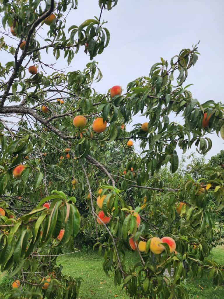 my peach tree which is loaded with peaches for peach canning recipes