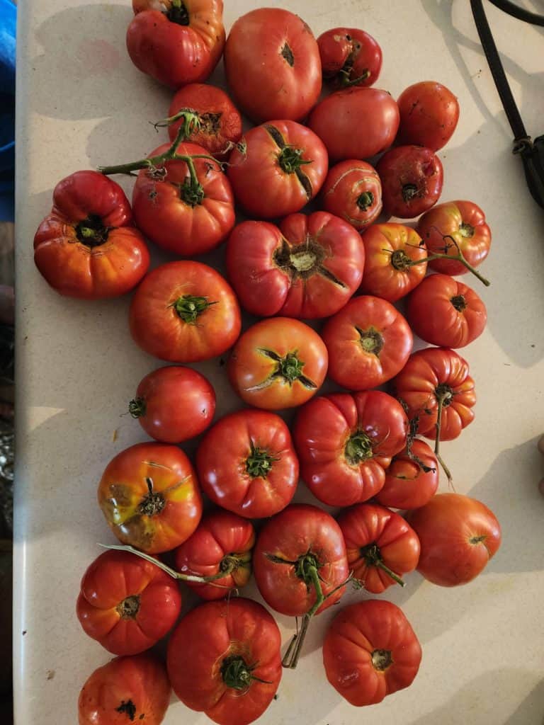 large beefsteak tomatoes to make tomato juice