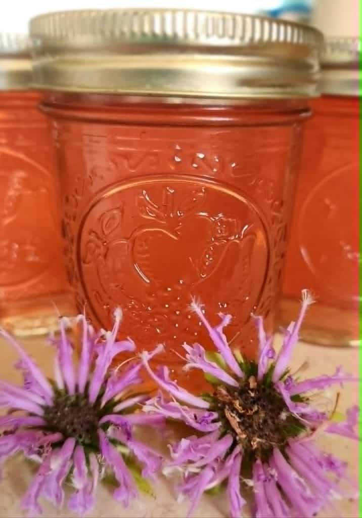 2 jars of bee balm jelly with bee balm flowers
