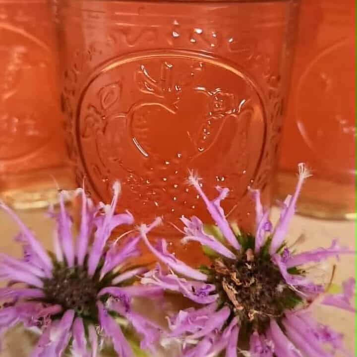 2 jars of bee balm jelly with bee balm flowers