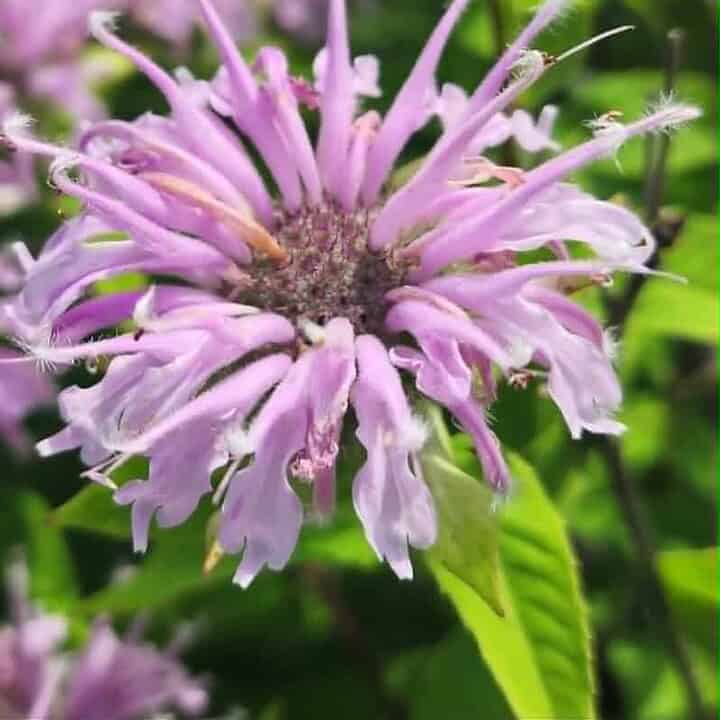 Bee balm flower