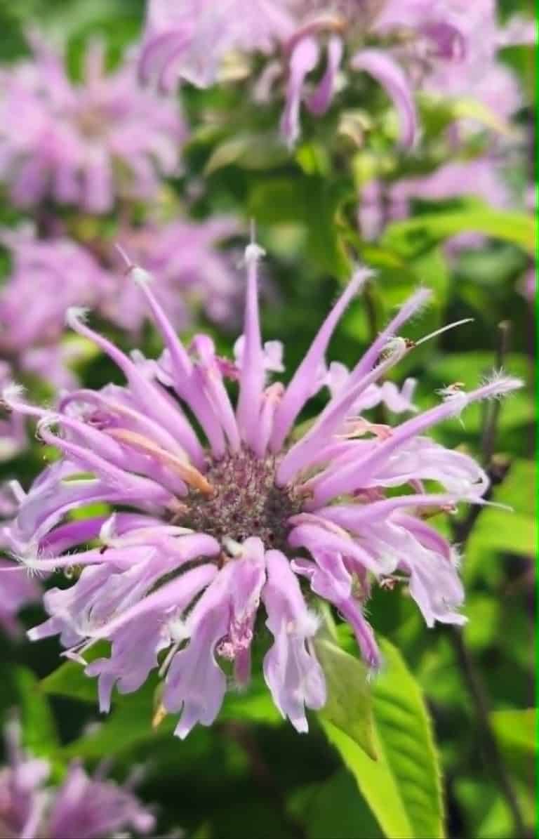 Bee balm flower