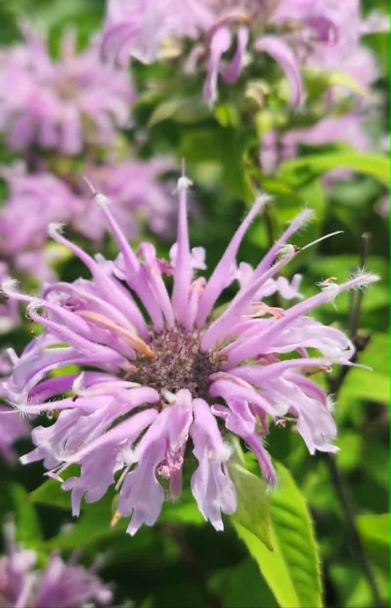 Bee balm flower