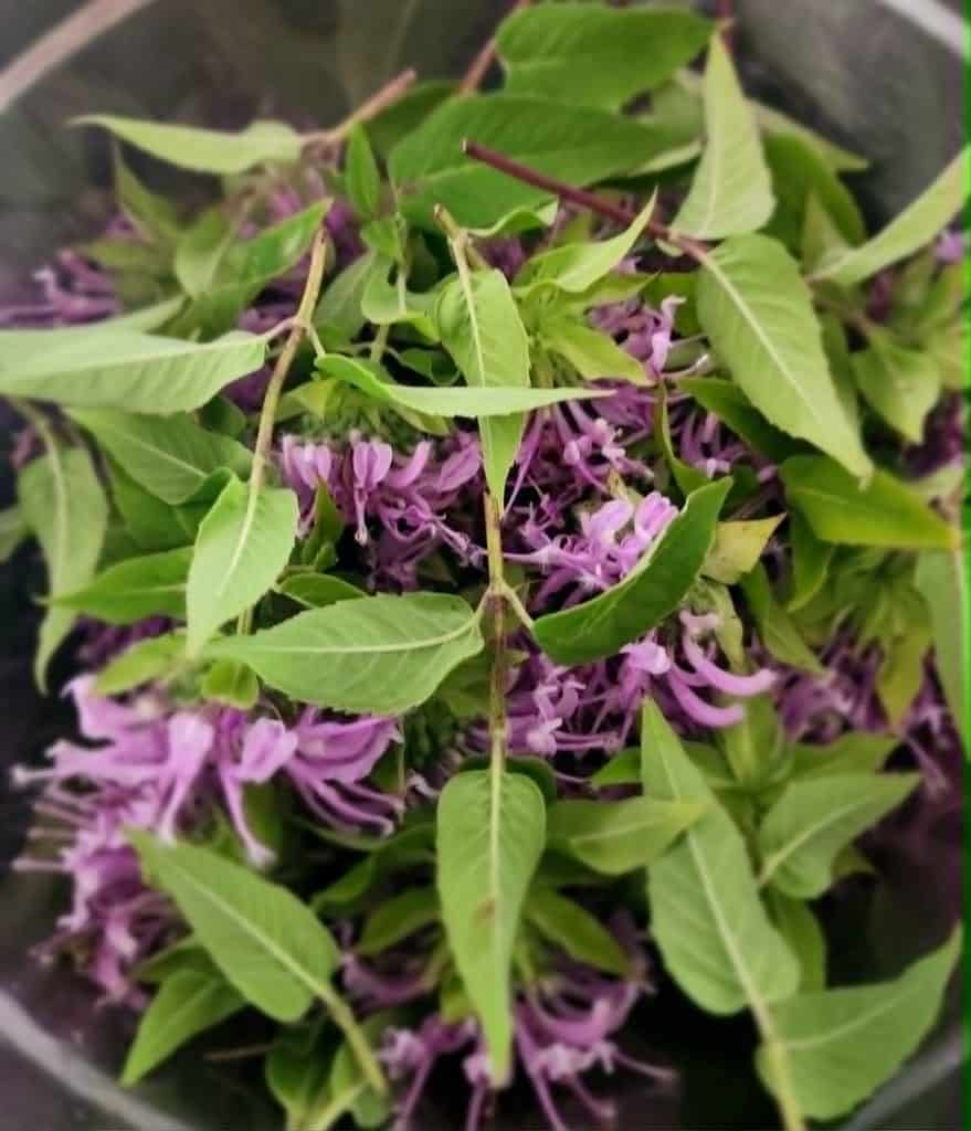 Bee Balm leaves and flowers in a bowl