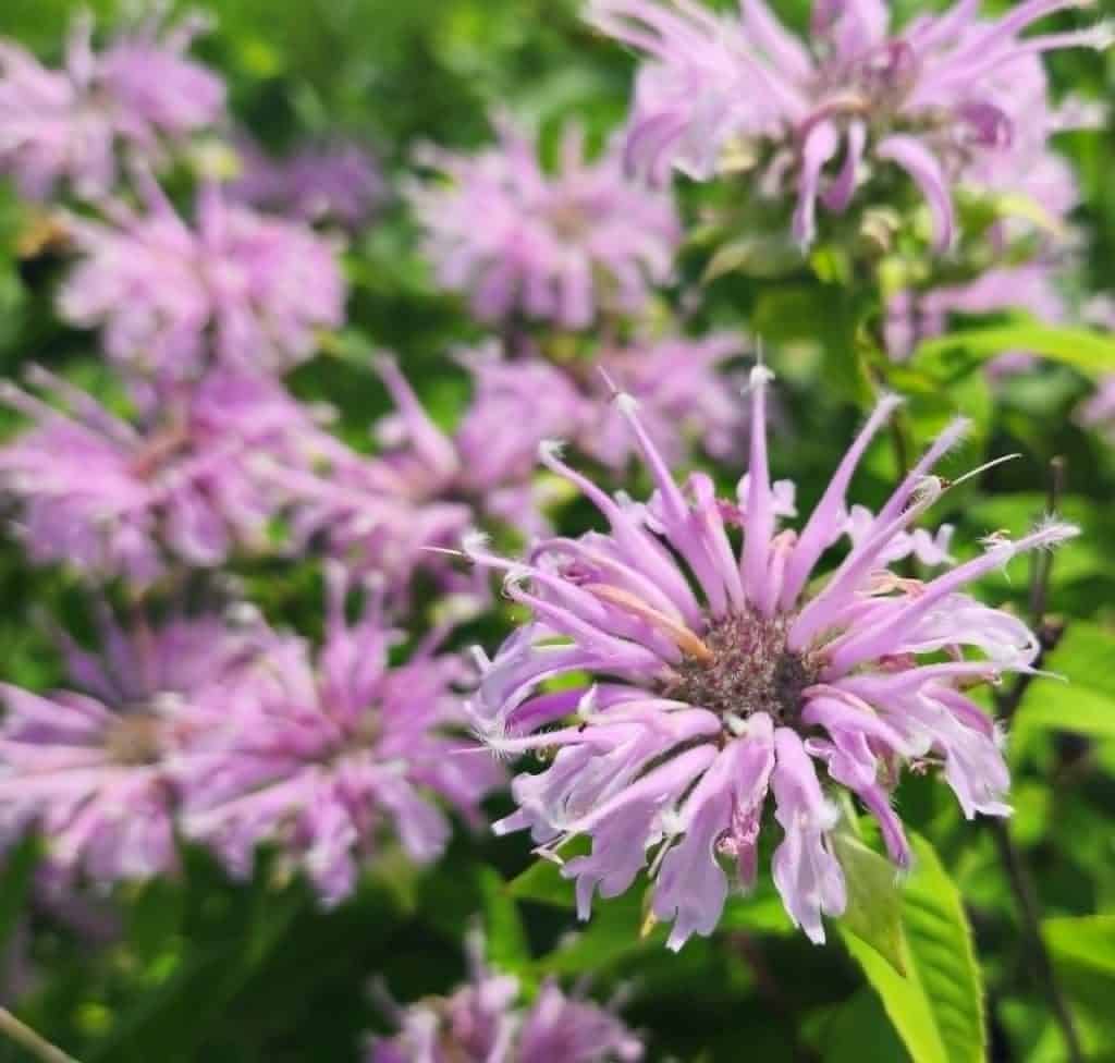 bee balm blossoms