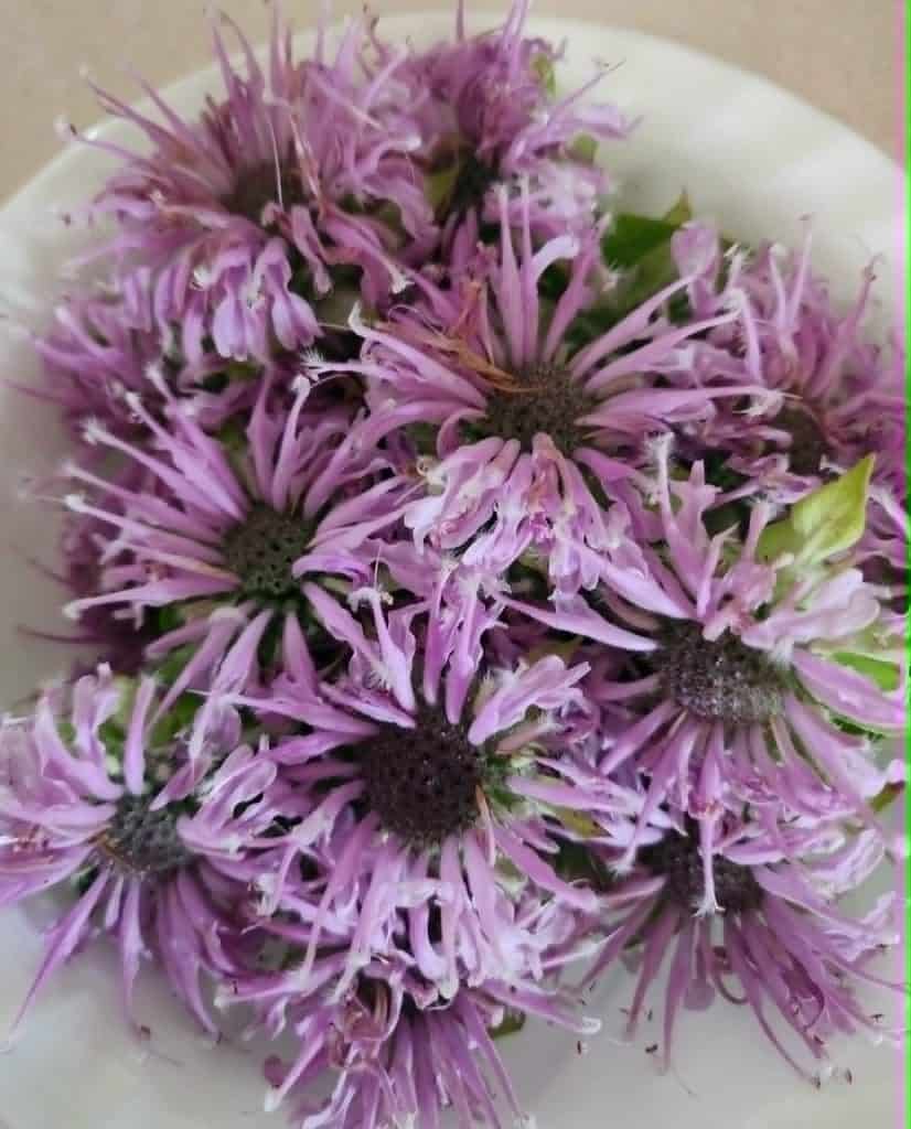 Bee balm blossoms