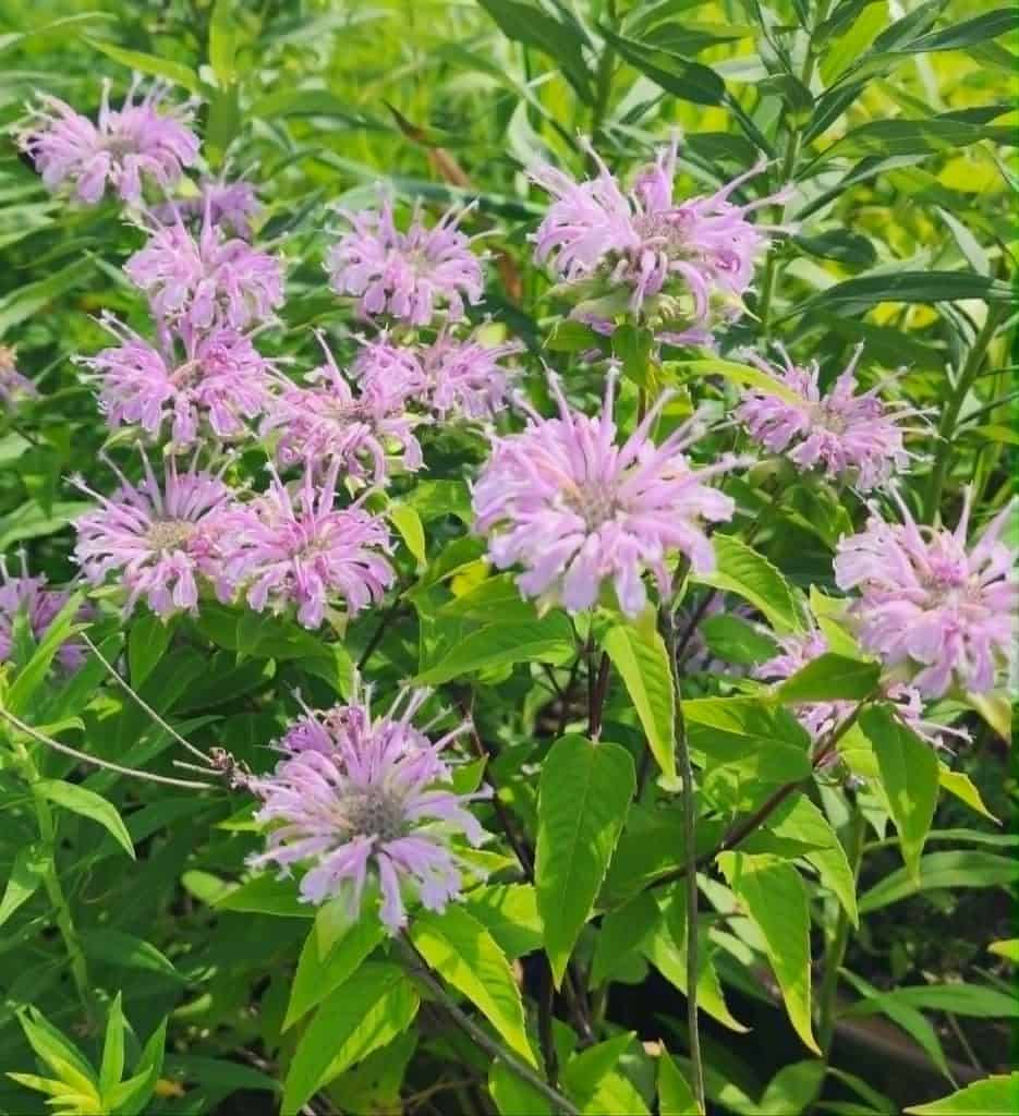 bee balm flowers