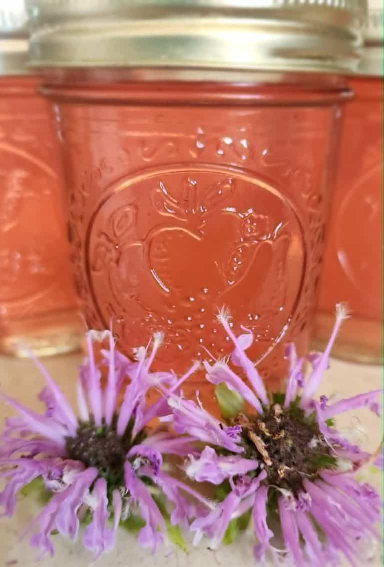bee balm jelly with bee balm flowers