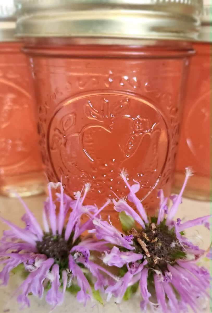 bee balm jelly with bee balm flowers
