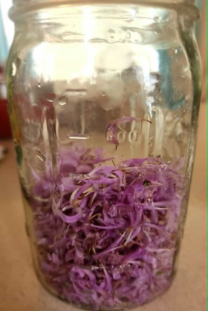 bee balm petals added to quart jar to make bee balm jelly