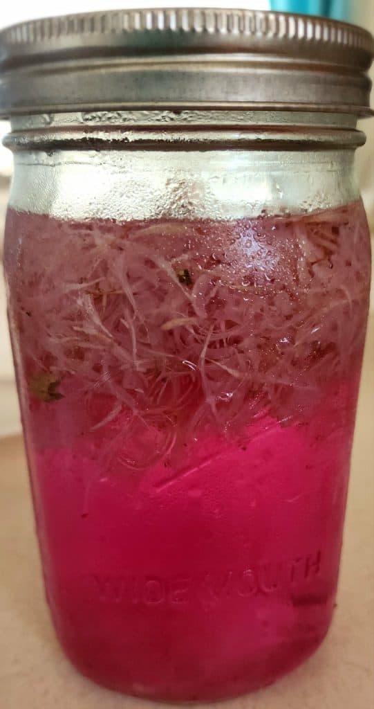Bee Balm infusion after being in refrigerator for Bee Balm jelly