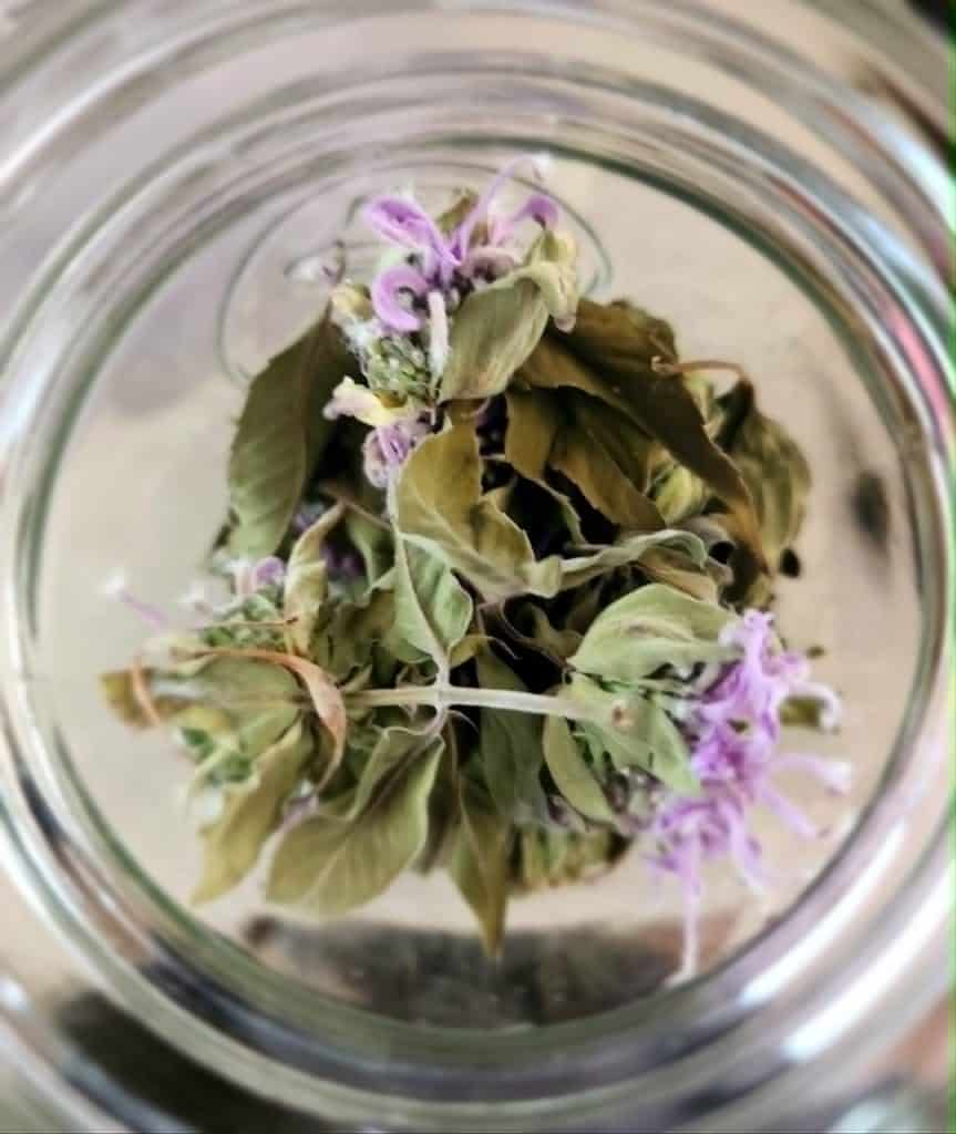 dried bee balm flowers and leaves in jar to make bee balm oil