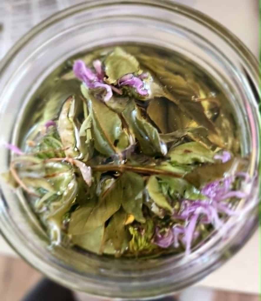 Bee Balm infused oil from top of jar