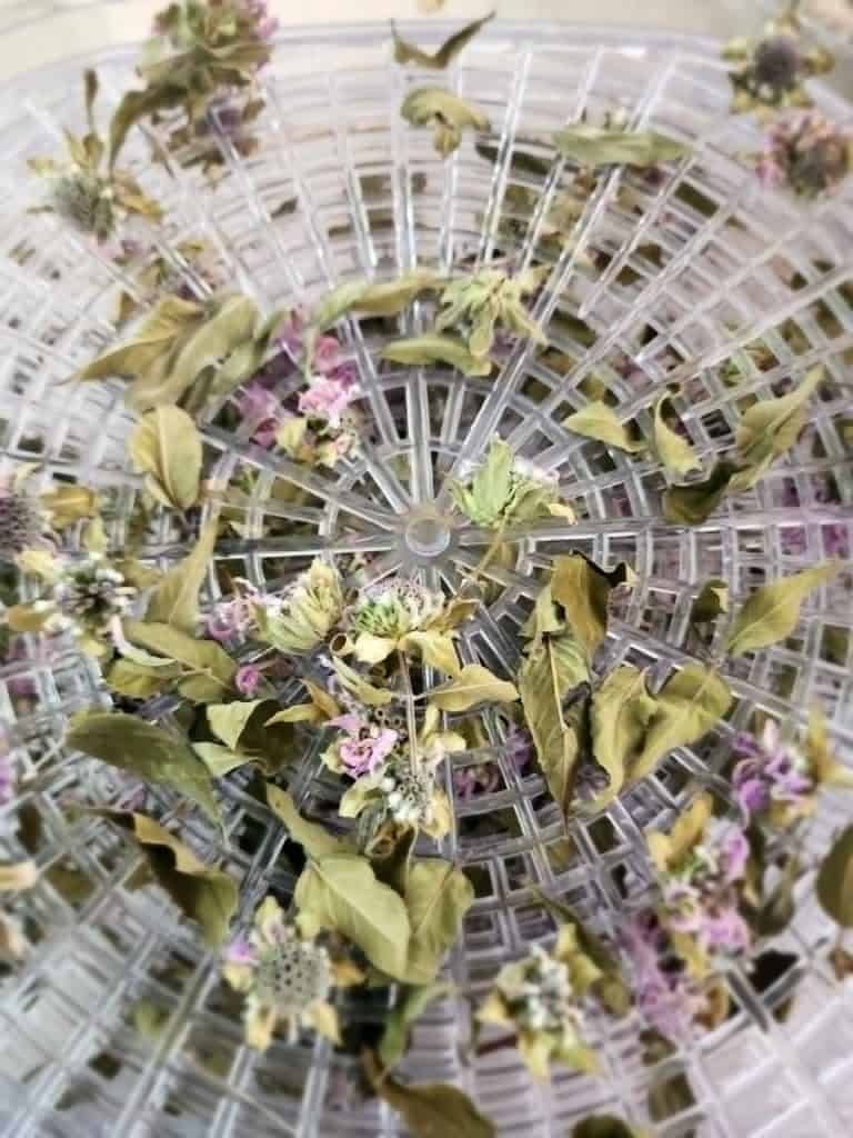 Bee Balm flowers and leaves on dehydrator
