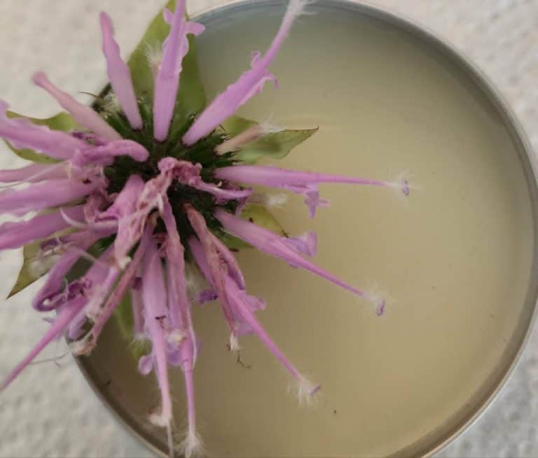 Bee Balm salve with flower