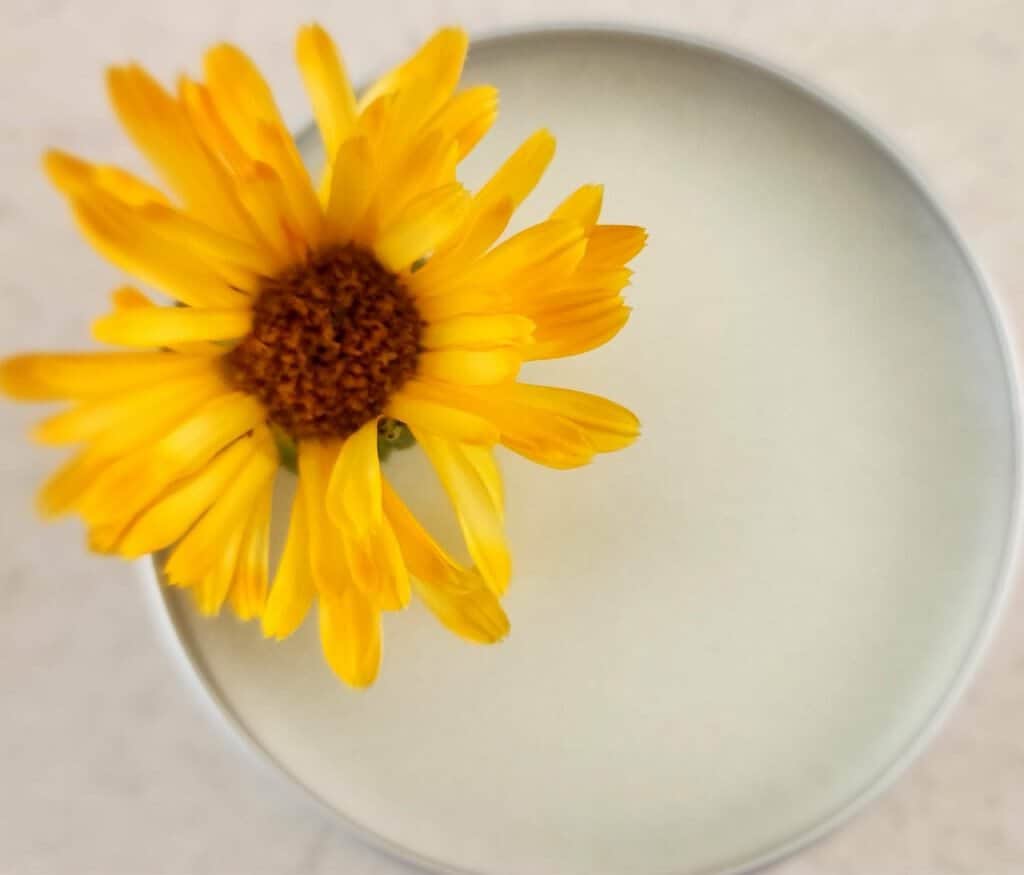 calendula tallow balm with flower