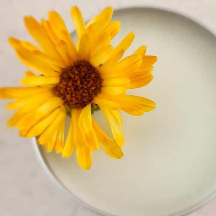 calendula tallow balm with flower