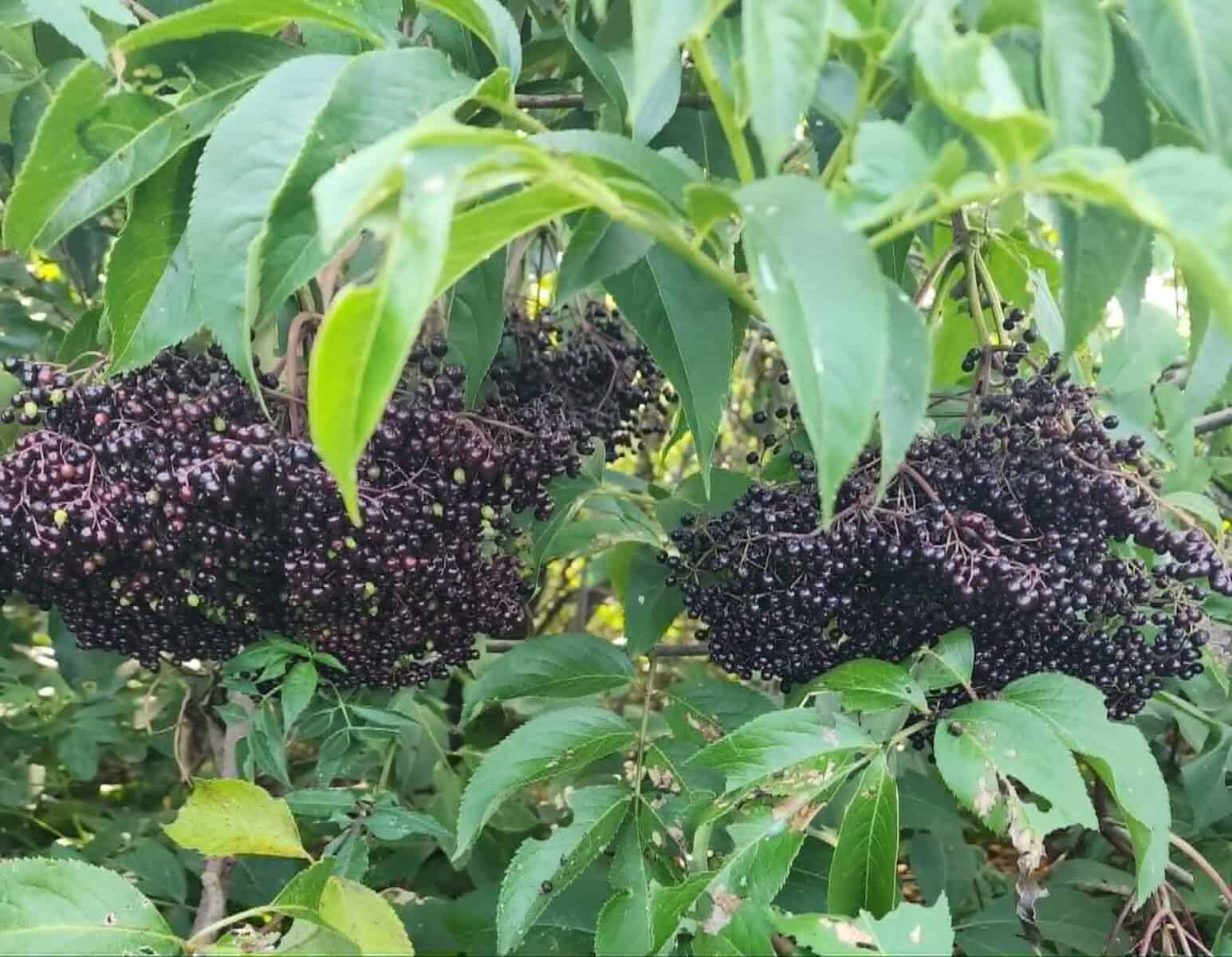 elderberries in a tree
