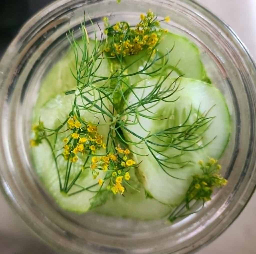 dill flowers on top of cucumbers to make refrigerator pickles