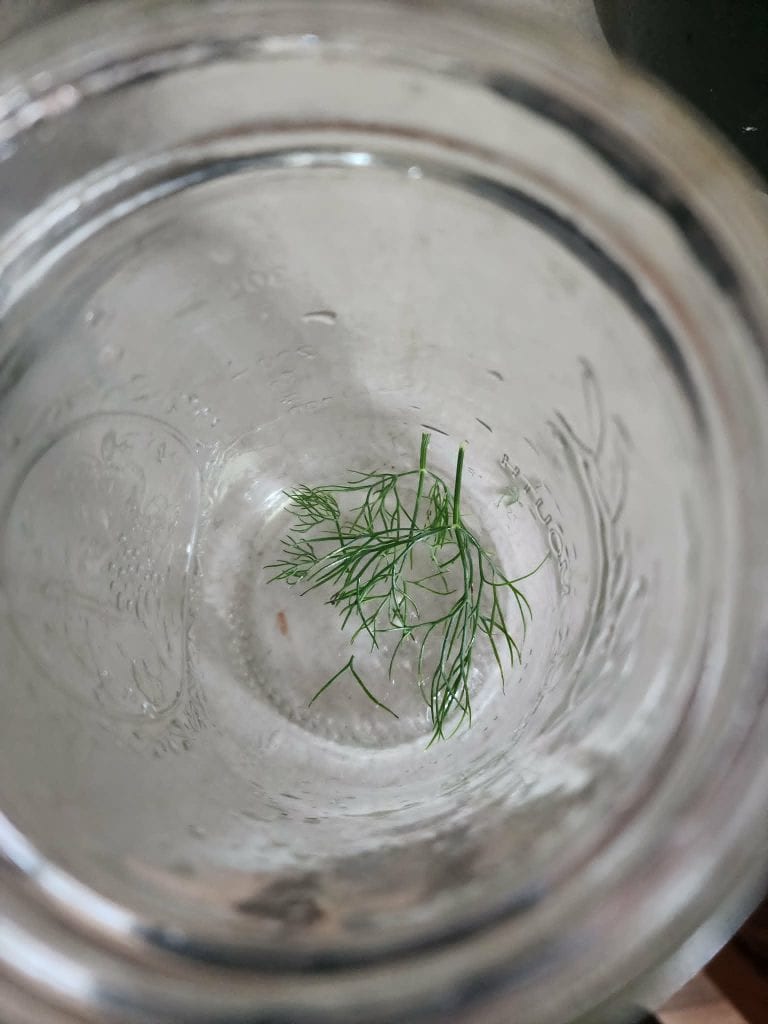 dill added to jar for refrigerator pickles