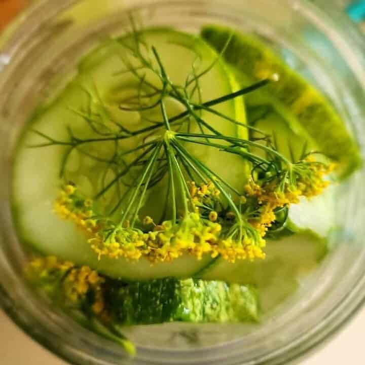 refrigerator pickled with brine added to cover cucumbers
